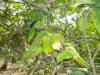 Did you see them ? there are tree parakeets here