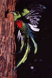 quetzal bird by its nest