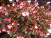 begonia flowers in boquete